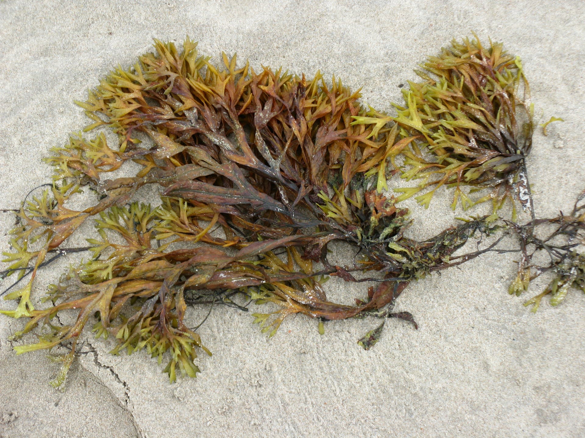 MFS - Seaweed.jpg